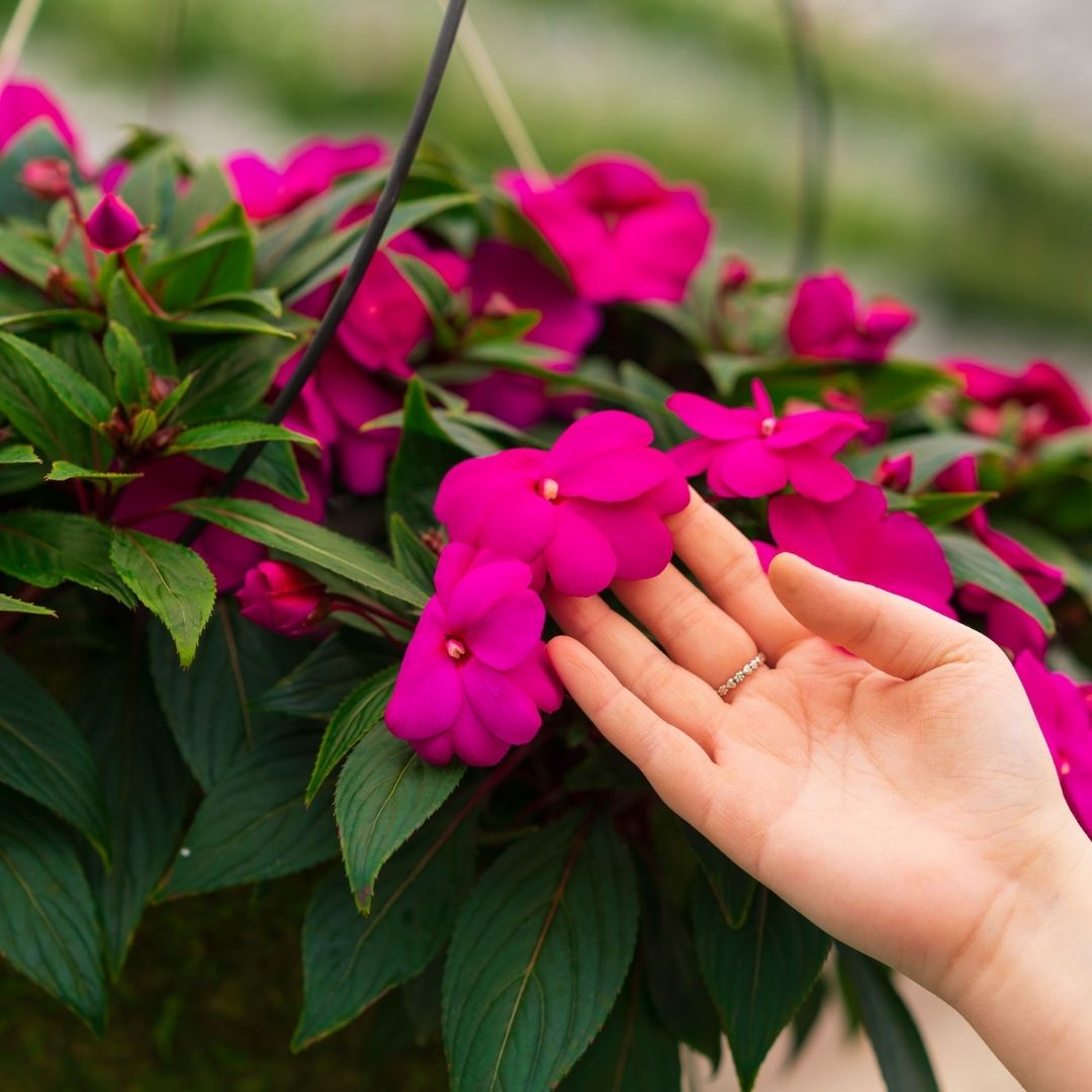 New Guinea Impatiens – Super Sonic Lilac – 16″ Moss Hanging Basket